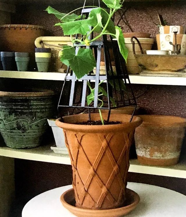 水黄瓜用总浇水吗,水培种植黄瓜的方法