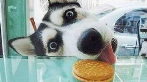 哈士奇和西伯利亚雪橇犬区别,哈士奇与西伯利亚雪橇犬区别