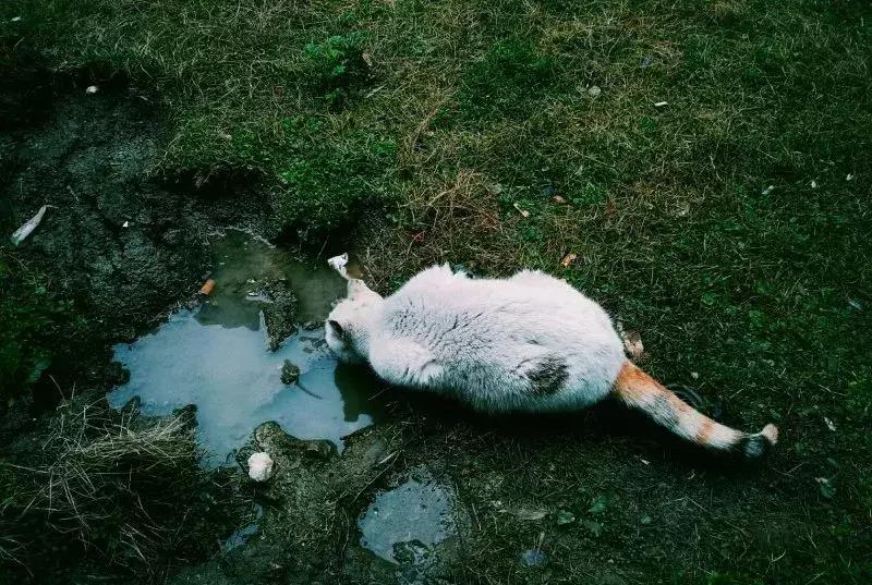 猫咪的怪癖视频,猫咪的怪癖是什么意思