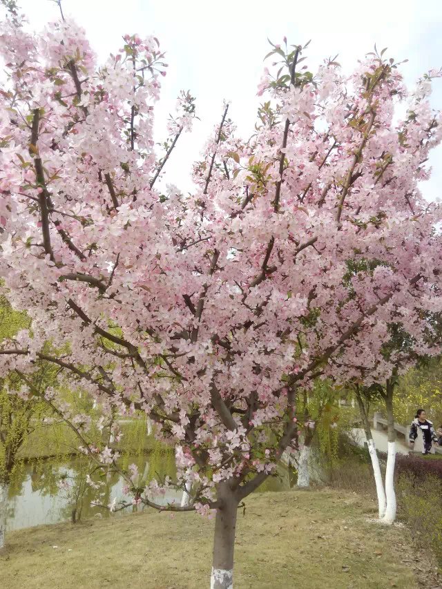 我的母校，位于四川绵阳得西南科技大学，那些迷人得景色