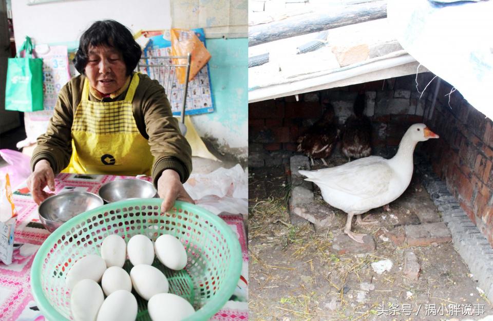 腌制咸鹅蛋的方法,咸鸭蛋鹅蛋腌制方法