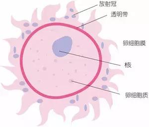 孕期指南图片,怀孕一周指南