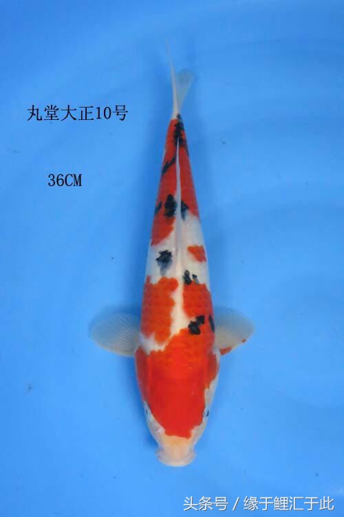 维生素c对锦鲤的作用和功效,维生素对鱼有什么作用