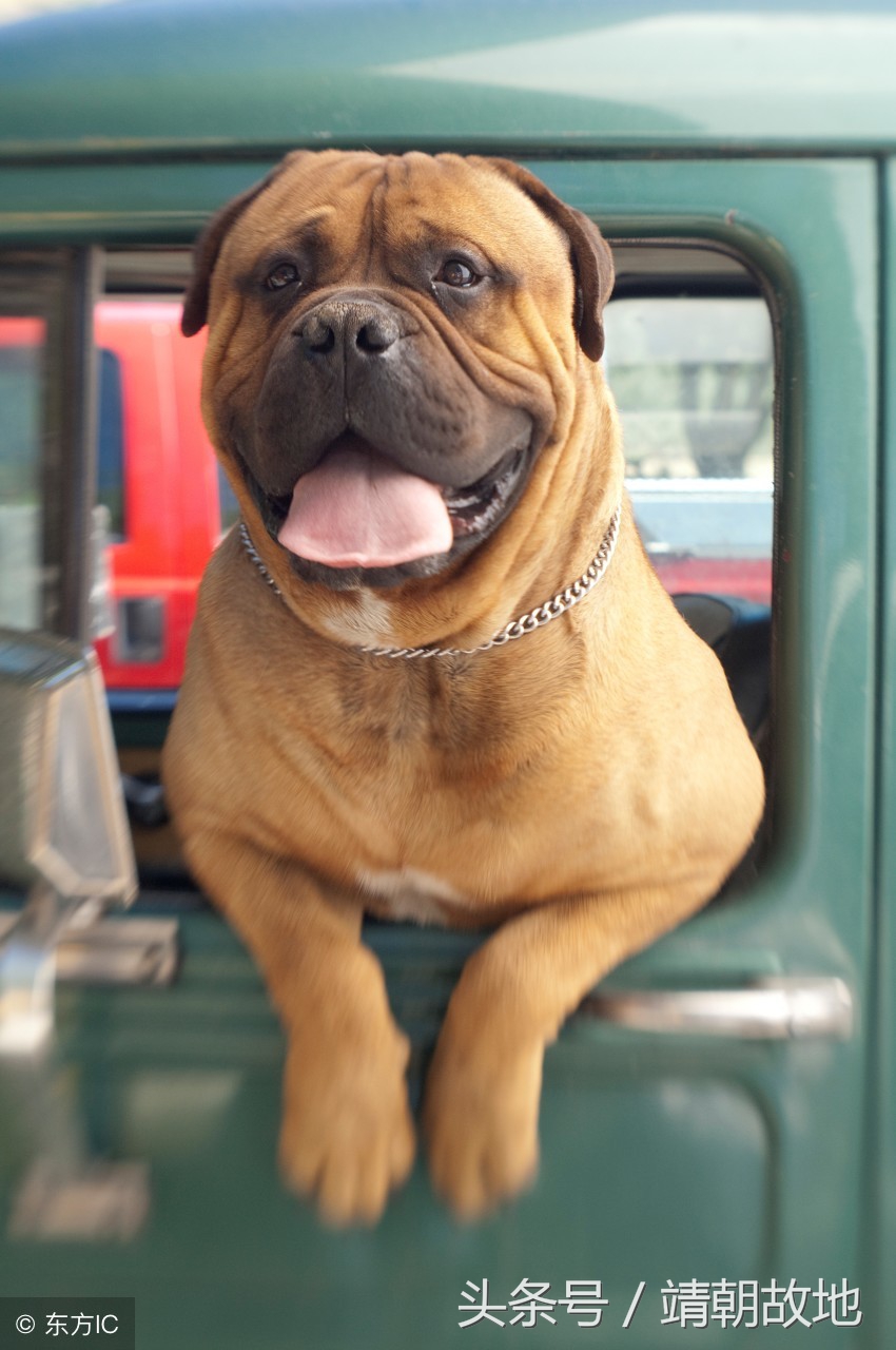 猫山王榴莲用微波炉加热几分钟,听说榴莲放微波炉加热味道会更香