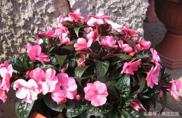 在室内养花什么花最好养,家庭养花有哪些花卉