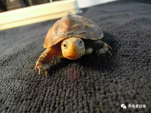 龟断尾后怎么处理,龟断尾和磨损的区别