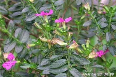 细叶雪茄花整株干枯了怎么办,细叶雪茄花好养吗