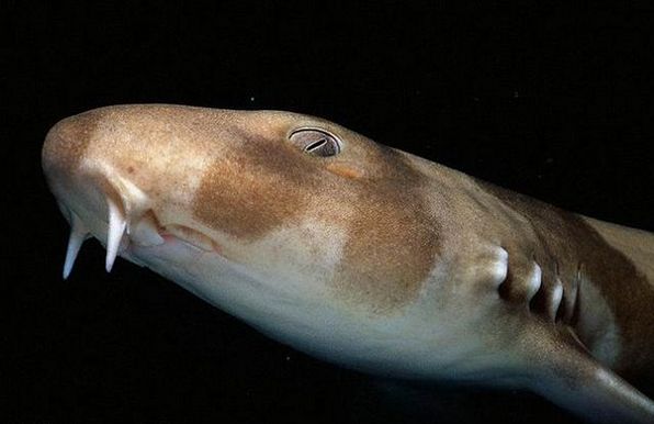 海边游玩鲨鱼,海边游玩注意事项