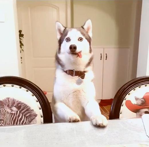 犬瘟后遗症哈士奇,哈士奇犬瘟的症状及治疗方法图片