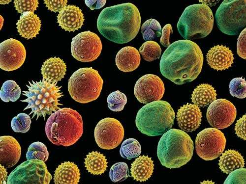 花粉是破壁的好还是原味儿的好,破壁花粉与花粉之间的区别是什么