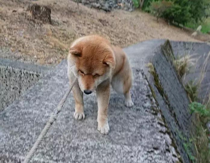柴犬拒绝回家了,柴犬不想回家躺在地上耍赖