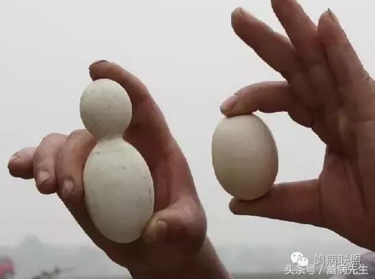 种鸽孵蛋后期死胎原因,种鸽下蛋总下土蛋是什么原因