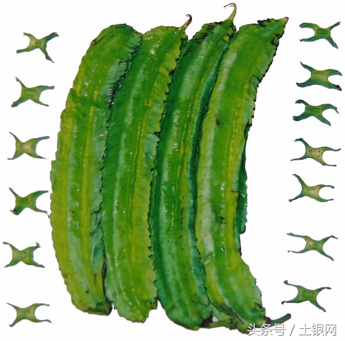 四棱豆怎么种植什么时间种,四棱豆怎么种植