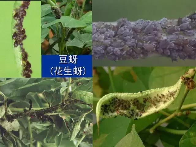 常见害虫有哪些图片大全,常见38种害虫图片及名称及防治