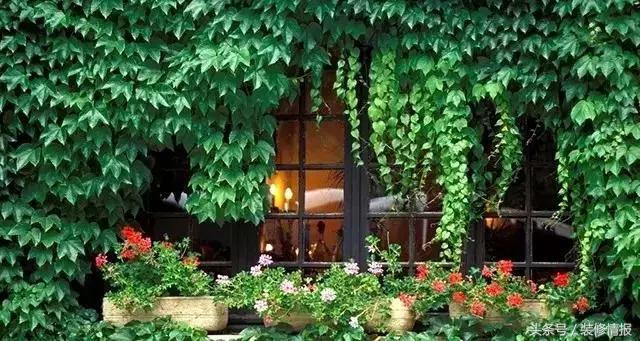 室内空气净化哪种绿植更好,室内种绿植净化器