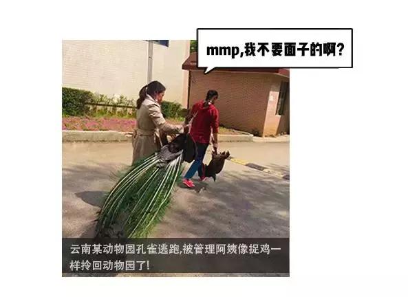 两“傻帽”的“发家”历程