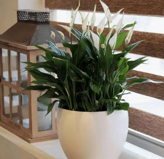 客厅好养的花草植物有哪些,什么花草放在客厅最好