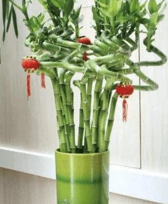 客厅好养的花草植物有哪些,什么花草放在客厅最好