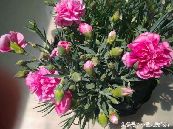 花农教你种月季,花农养花秘诀