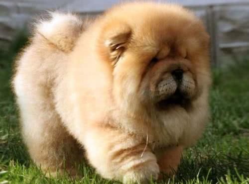 狗狗护主视频合集,护主能力最强的十种狗狗