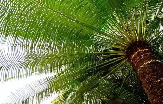 庭院风水知识100条,庭院风水知识