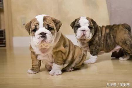 狗的嘴里流粘液有狂犬病毒吗,狗的嘴里流粘液是怎么回事