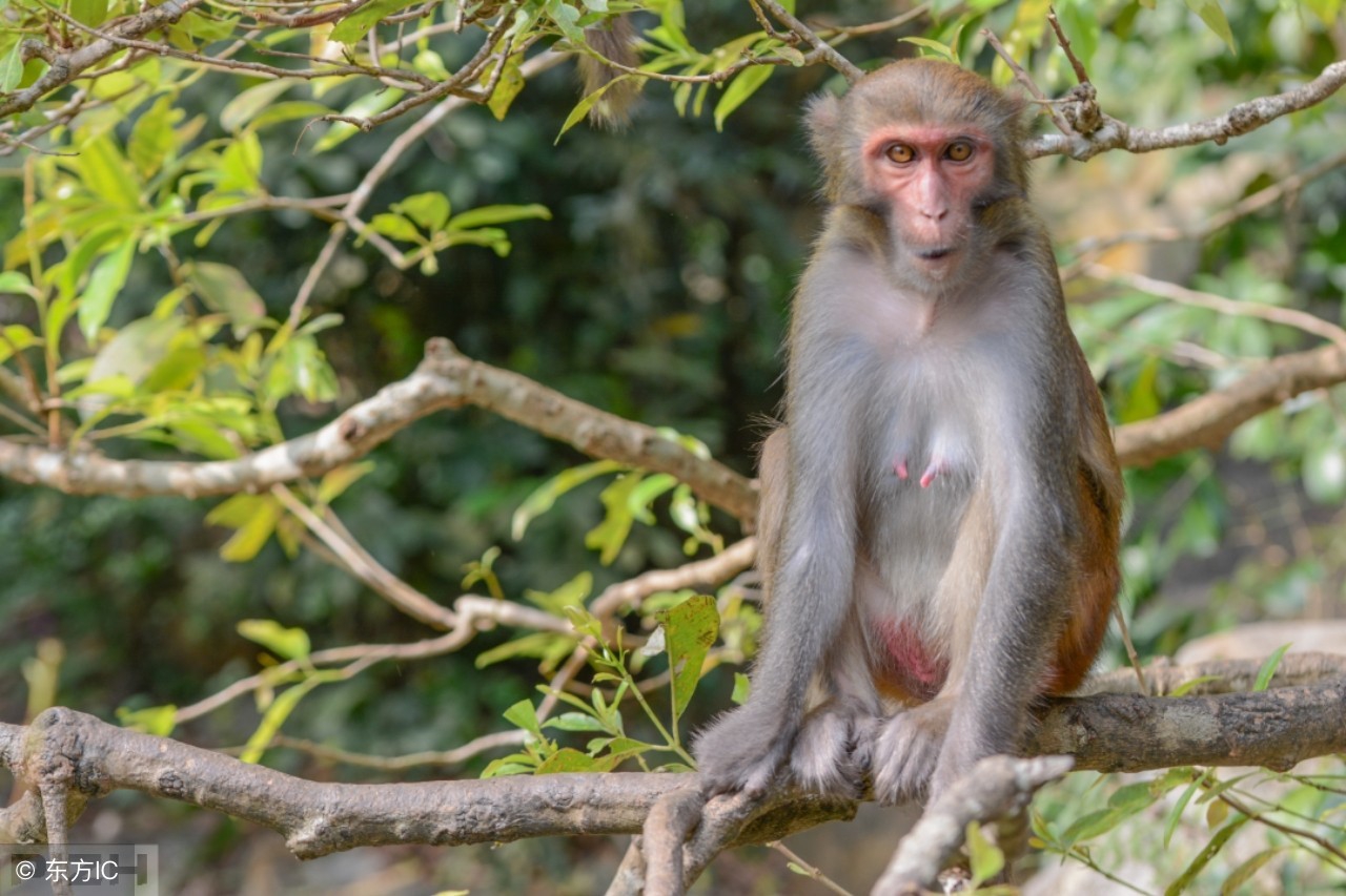生肖猴的终生宿命,生肖猴能够遇到非常好的发展机遇
