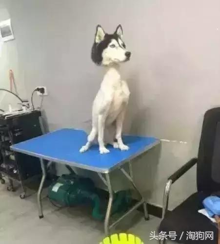 如何让金毛成为拉布拉多,金毛变装霸气视频