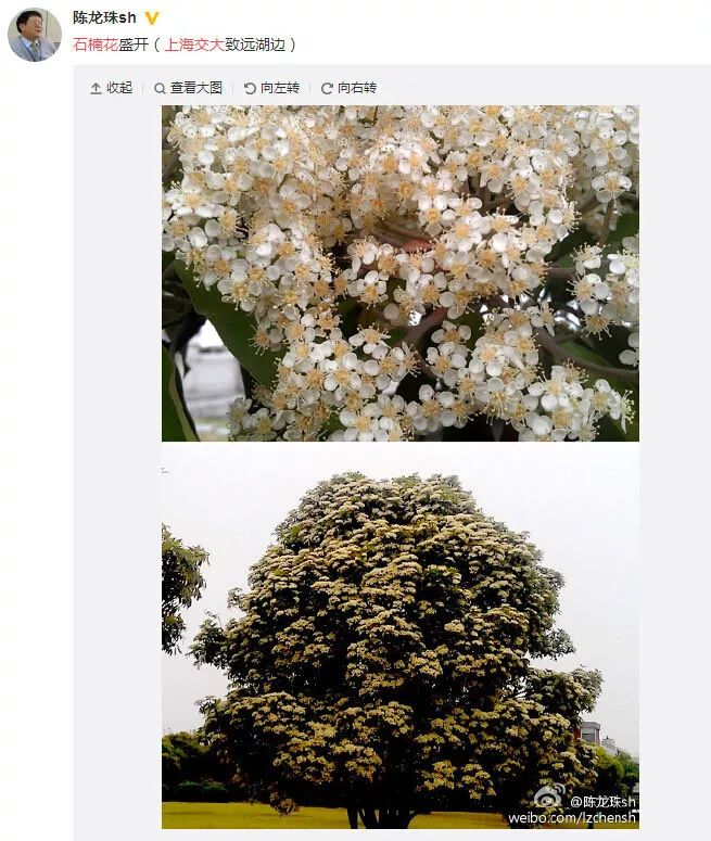 大学校园里面的石楠花,复旦石楠花