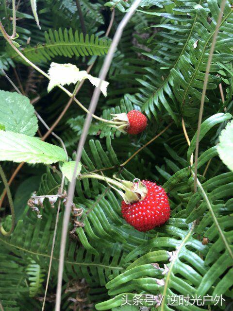 三叠井国家森林公园之旅