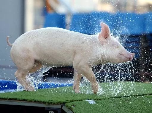 游仙区第五届旅游节,游仙区第六届乡村旅游节