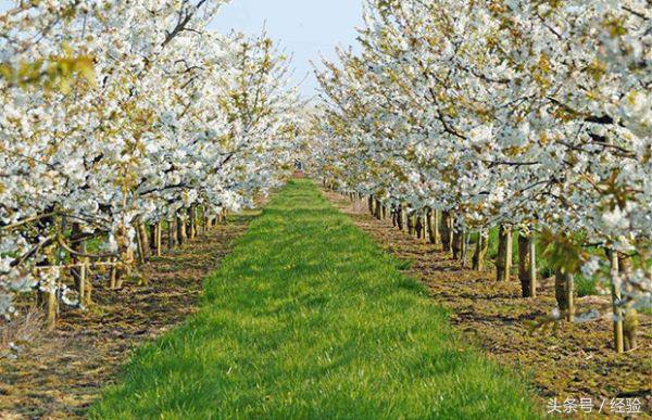 樱花树移栽全年养护方案,盆栽樱花树教程视频