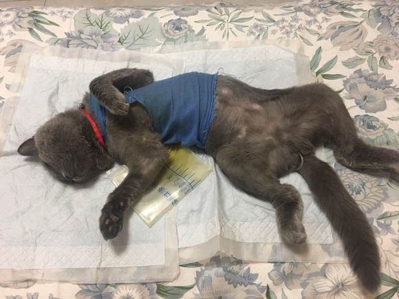 公猫尿道造口术后增生怎么办？