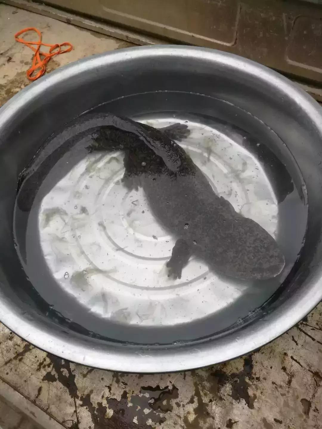 渔民捞出不明生物,渔民撒网捞出不明物体