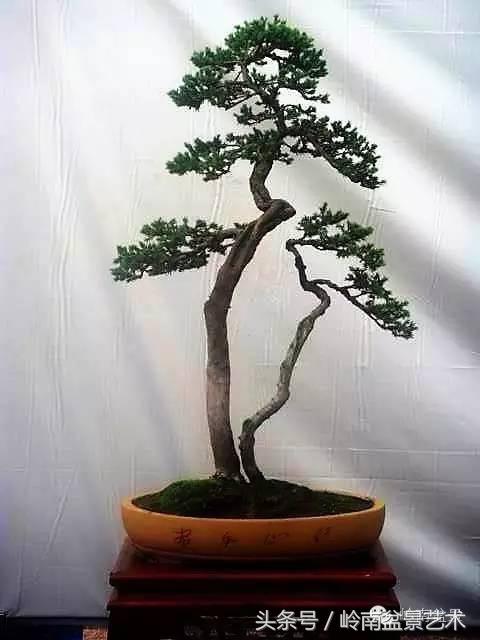 双杆罗汉松树盆景造型,双斜杆盆景