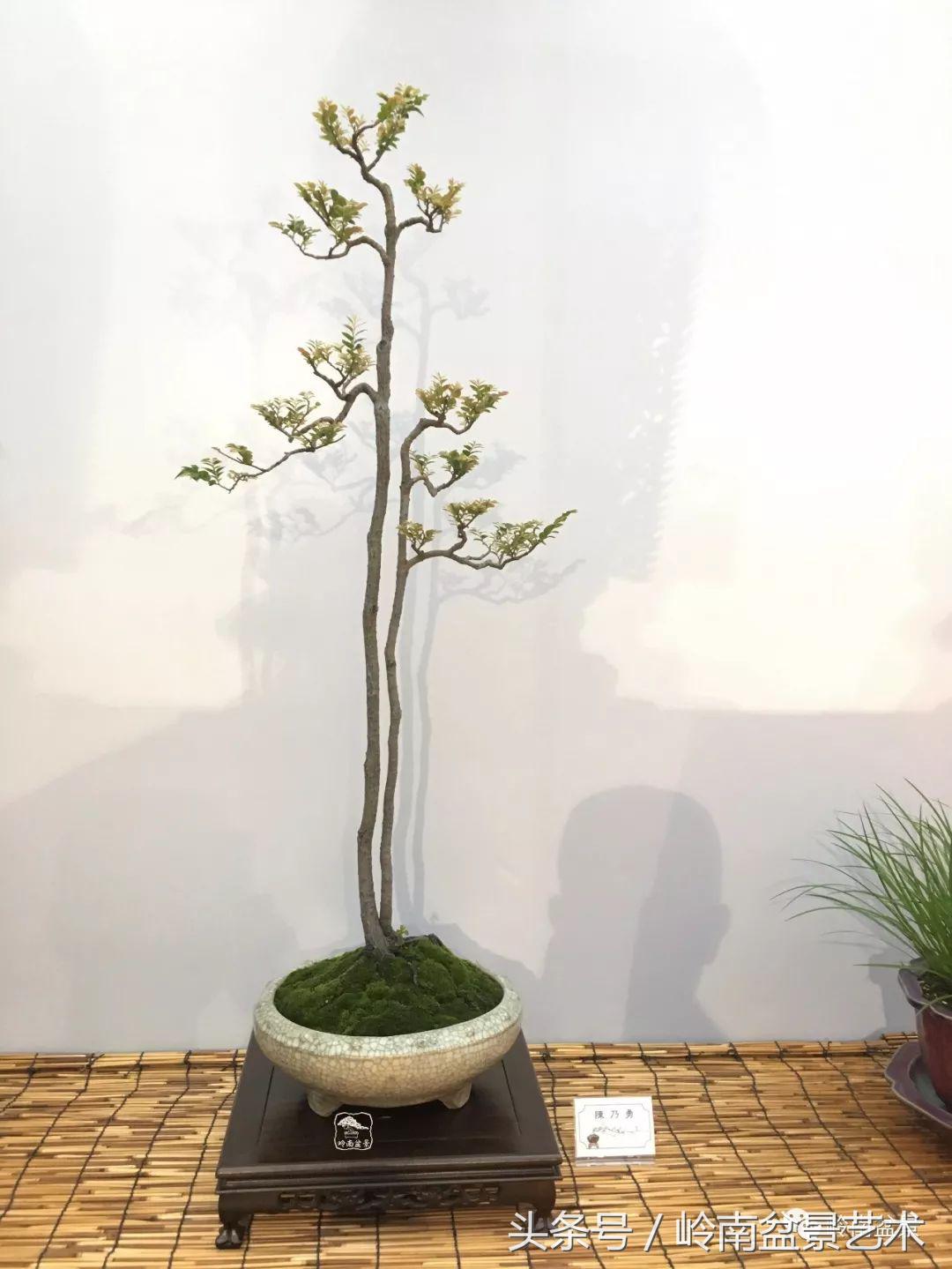 双杆罗汉松树盆景造型,双斜杆盆景