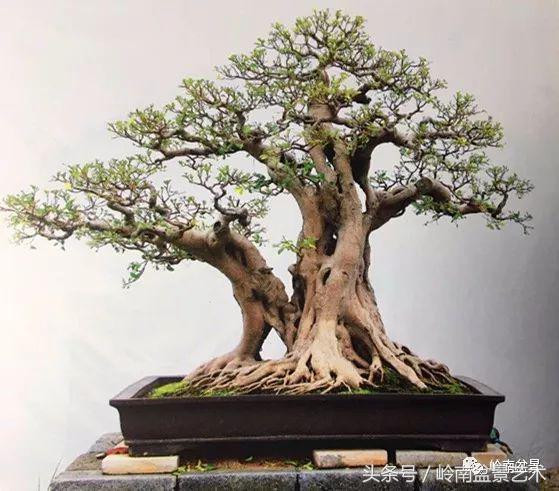 双杆罗汉松树盆景造型,双斜杆盆景