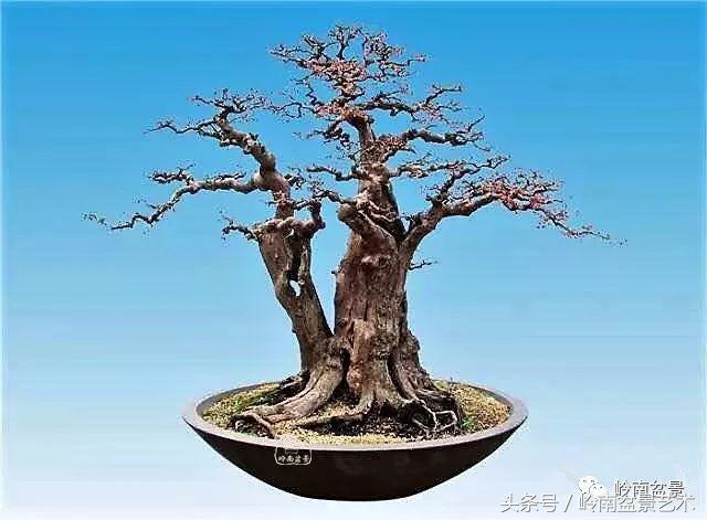 双杆罗汉松树盆景造型,双斜杆盆景