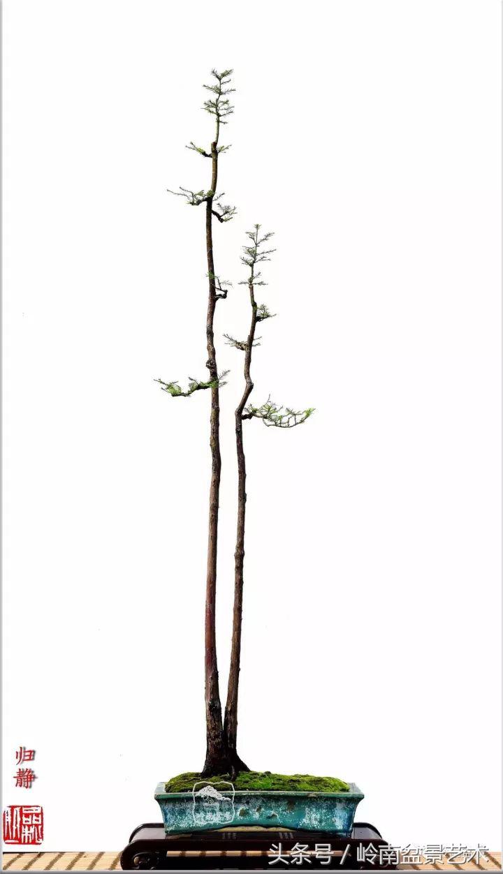 双杆罗汉松树盆景造型,双斜杆盆景