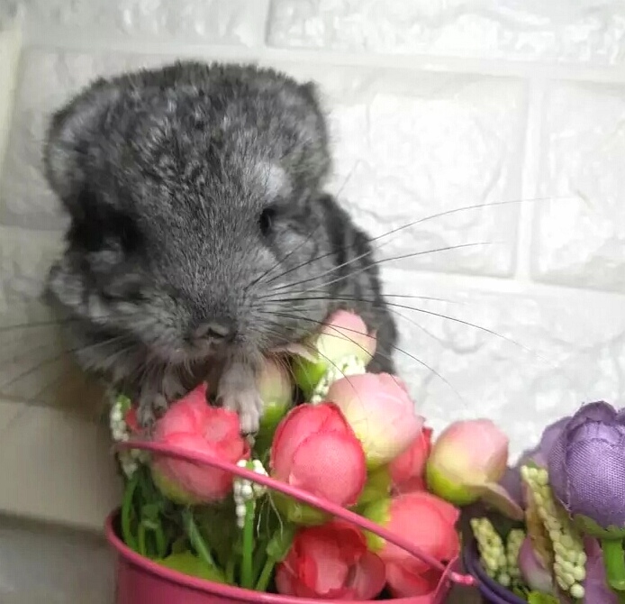 91年可以养什么宠物,91养殖