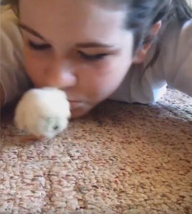 小鸡把女孩当妈妈，直接伸头进女孩嘴里找吃的