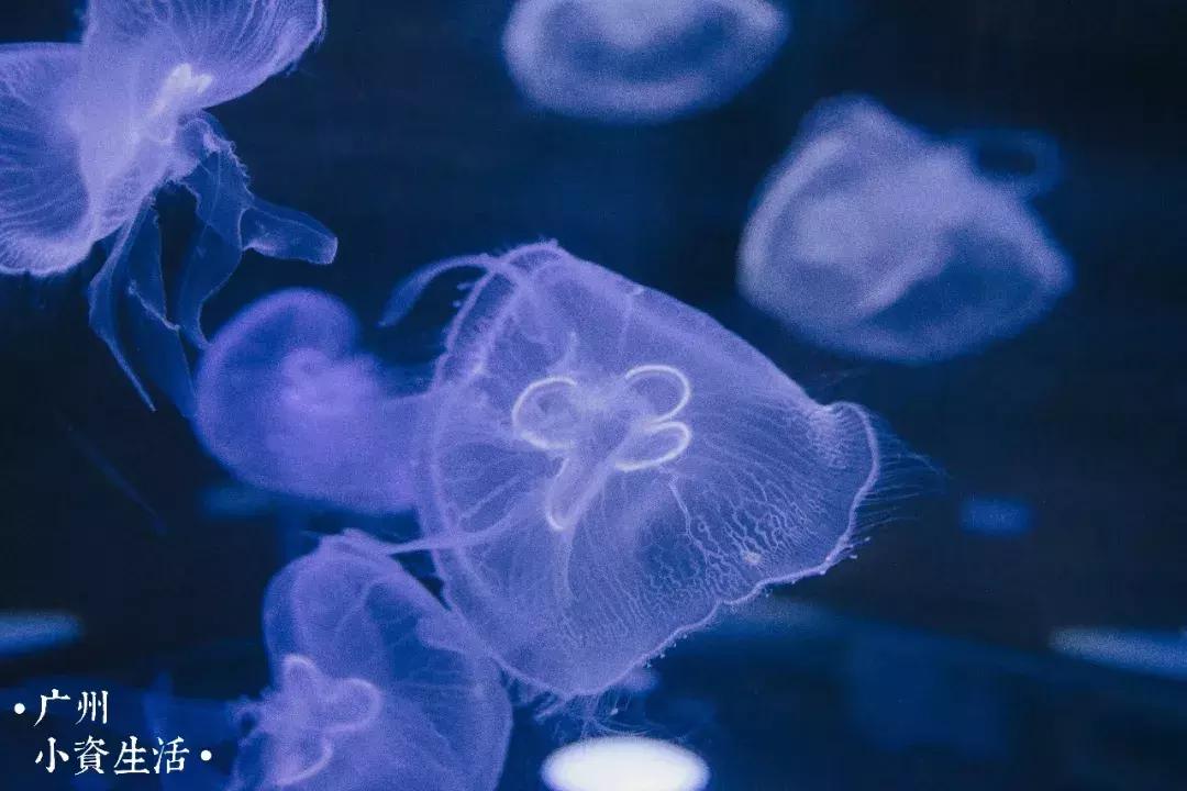 巴南海洋公园一日游攻略 (香港海洋公园游玩攻略)