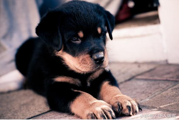 对主人最忠诚的狗小型犬,关于全世界十大名犬排行榜