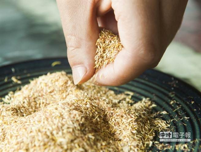 台湾野生爱玉,宝岛台湾特有水果品种有哪些