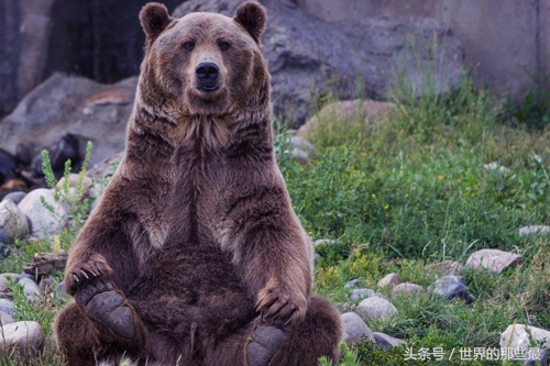 两头老虎能打过棕熊吗,棕熊可以一掌拍死老虎吗