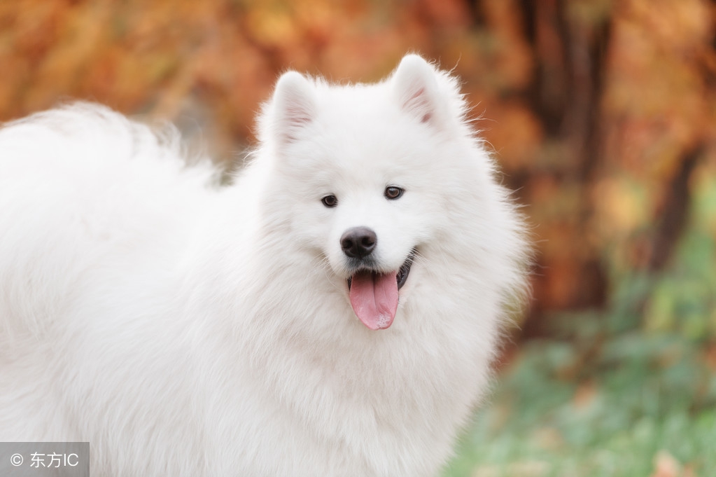 狗狗竟然被主人染色成这样？如果真正的爱它，请拒绝给它染色