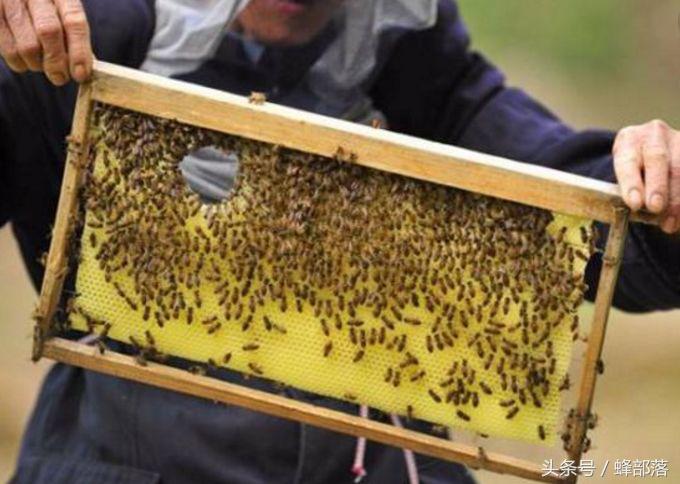 工蜂蜇了人为什么会死,工蜂蜇人后为什么会死