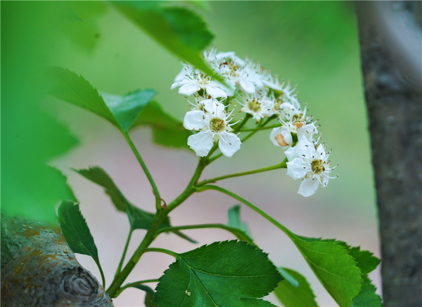 中国清河羊绒衫,清河中国羊绒价格