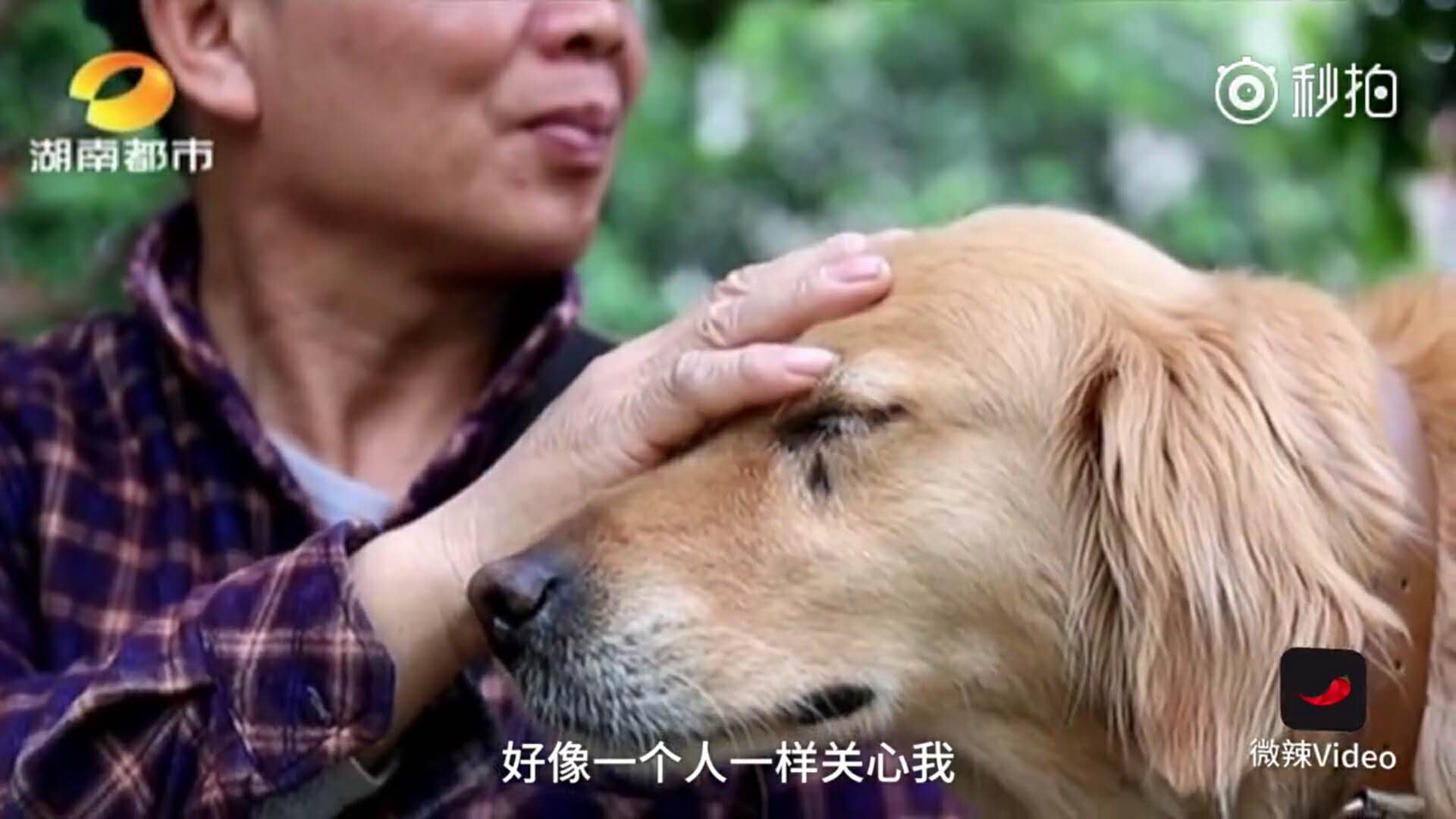 暖男大金毛，帮助主人治好忧郁症