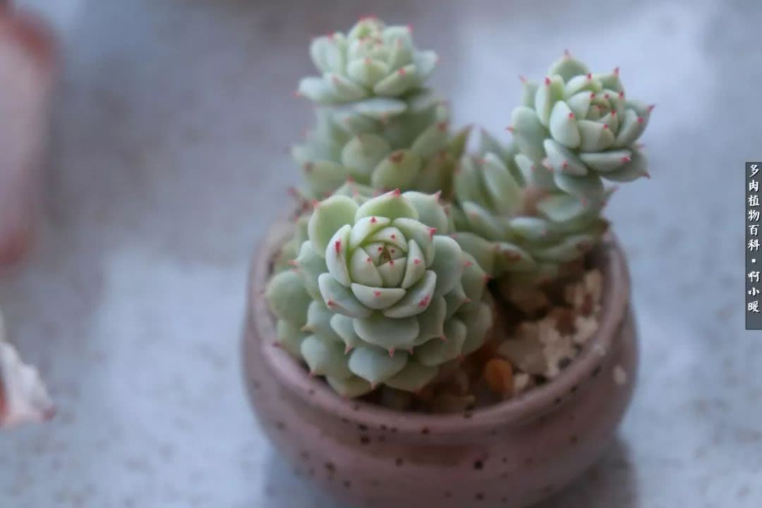 多肉小苗服盆几天浇水,拇指盆的多肉怎么浇水